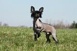 CHIEN NU CHINOIS 140